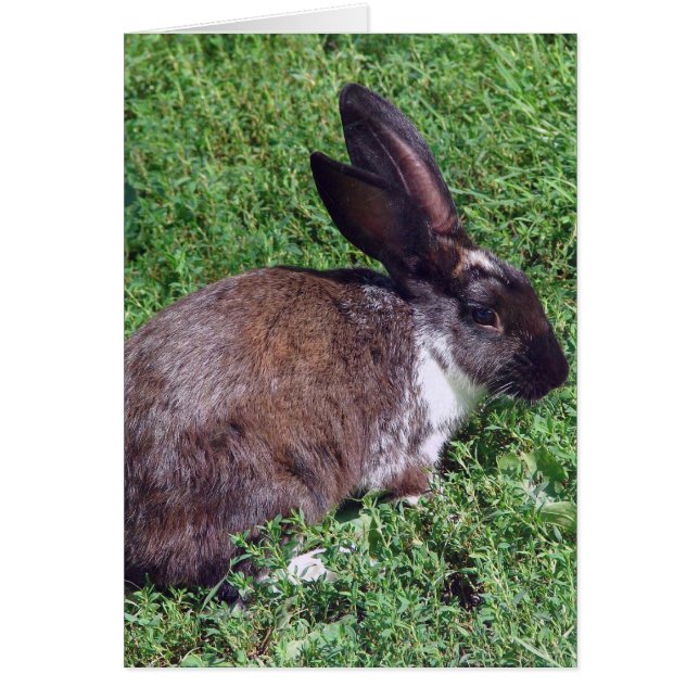 Bunny Blank Inside (Frente)