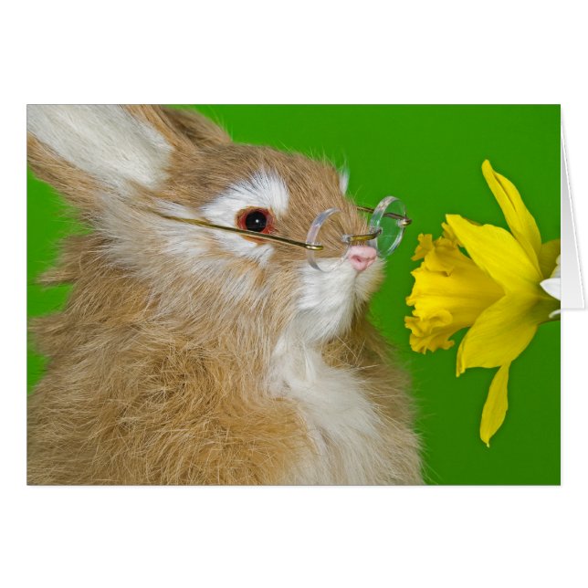 Bunny con daffodil de primavera (Anverso (Horizontal))