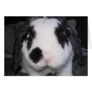 Bunny Love