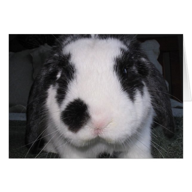 Bunny Love (Anverso (Horizontal))