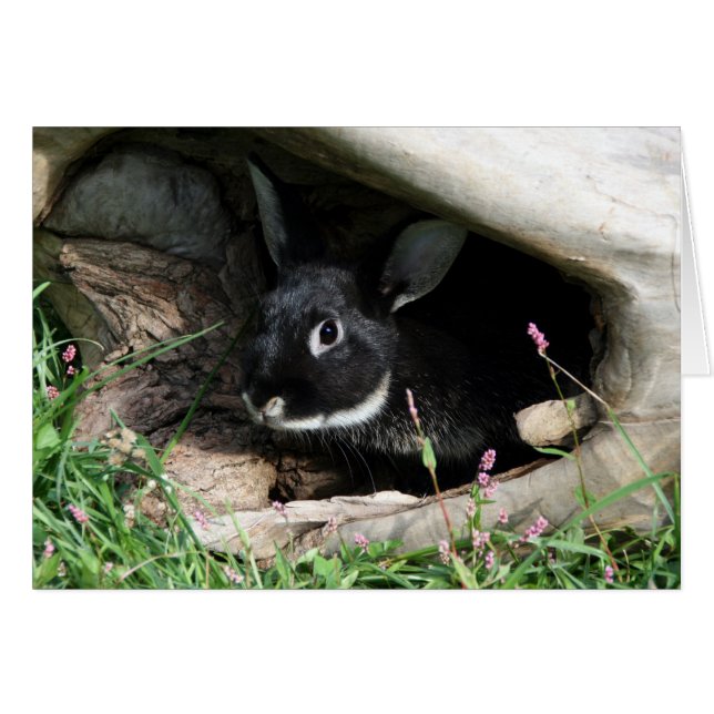 Bunny negro (Anverso (Horizontal))