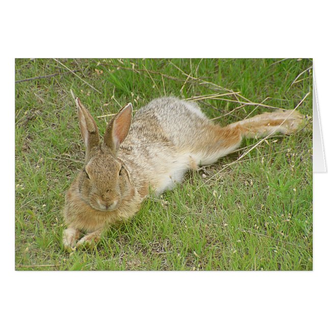 Bunny On Break (Anverso (Horizontal))
