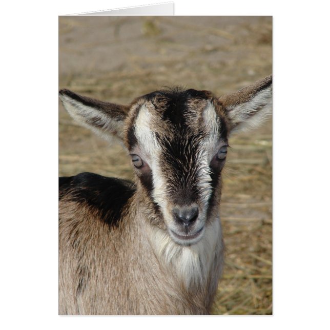 Bunny The Goat (Frente)