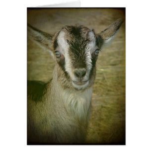 Bunny the Goat