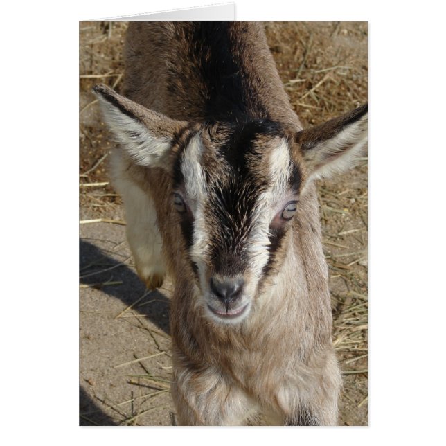 Bunny The Goat (Frente)