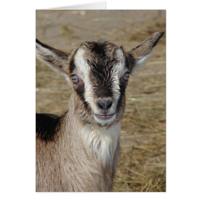 Bunny the Goat (Frente)