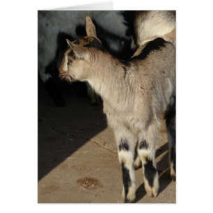 Bunny The Goat Blank Dentro De La Tarjeta De Salud