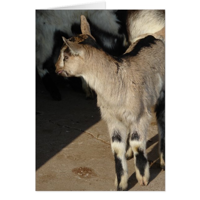 Bunny The Goat Blank Dentro De La Tarjeta De Salud (Frente)