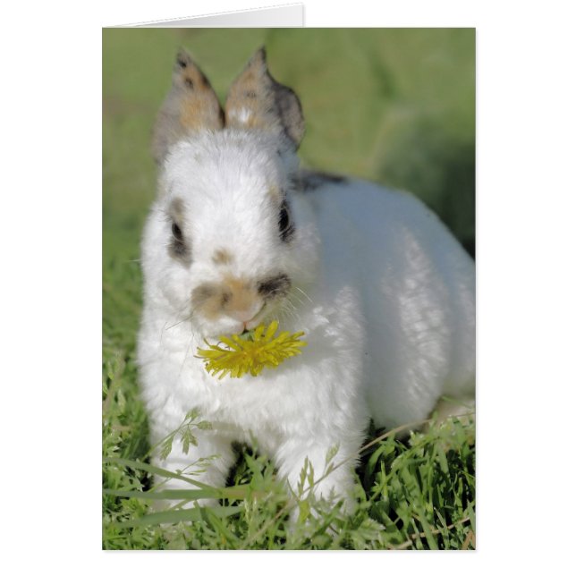 Bunny with Flower (Frente)