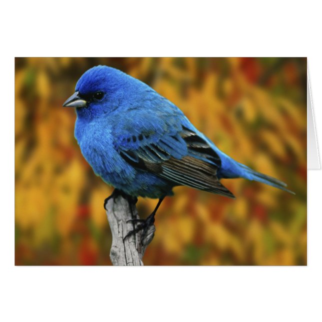 Bunting Masculino Indigo, Passerina cyanea (Anverso (Horizontal))