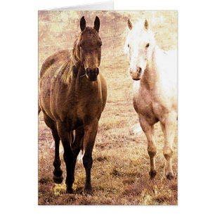 Buques de caballo
