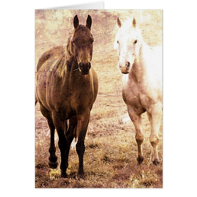 Buques de caballo (Frente)