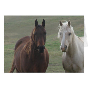 Buques de caballo