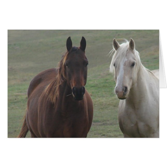 Buques de caballo (Anverso (Horizontal))