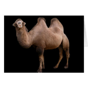 Burbuja de camellos