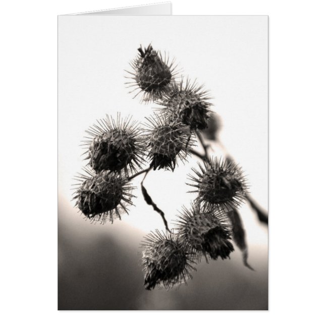 Burdock seco (Frente)