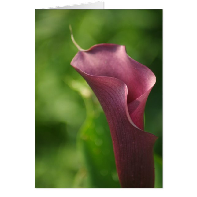 Burgandy Calla Lily (Frente)