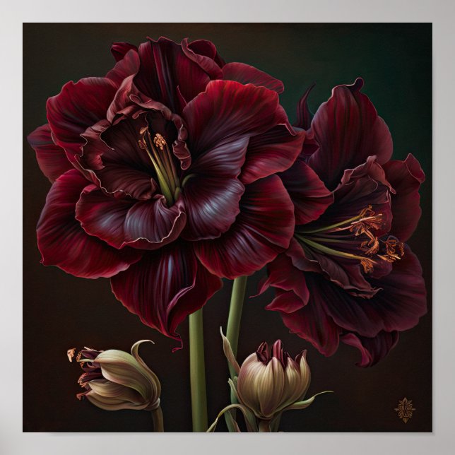 Burgundy Amaryllis Poster de impresión de arte flo (Frente)