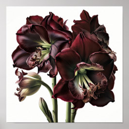 Burgundy Amaryllis Poster de impresión de arte flo