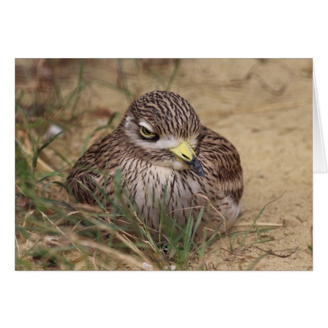 Burhinus oedicnemus (Anverso (Horizontal))