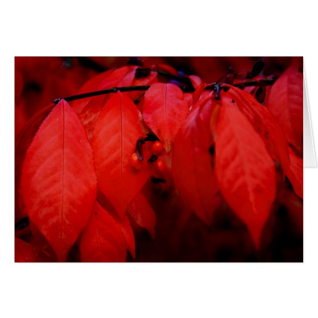 Burning Bush (Anverso (Horizontal))