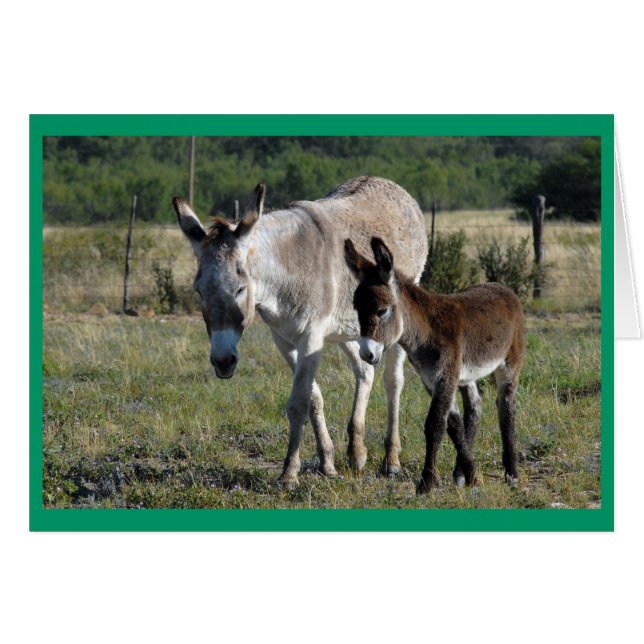 Burra y Burrito #1 (Anverso (Horizontal))