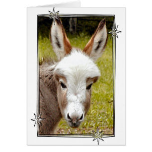 Burro