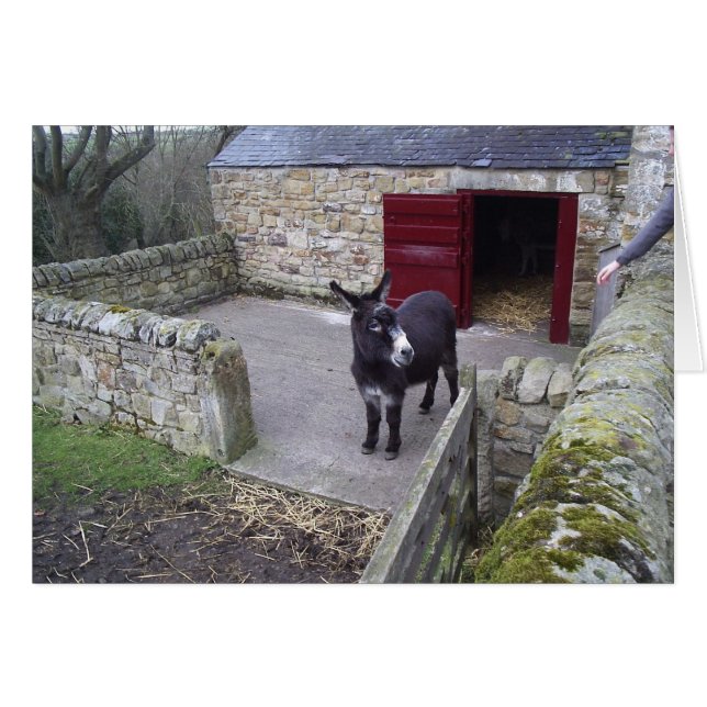 Burro (Anverso (Horizontal))