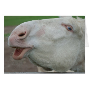 Burro blanco austríaco-húngaro