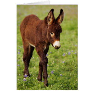 Burro del bebé en los capos azules