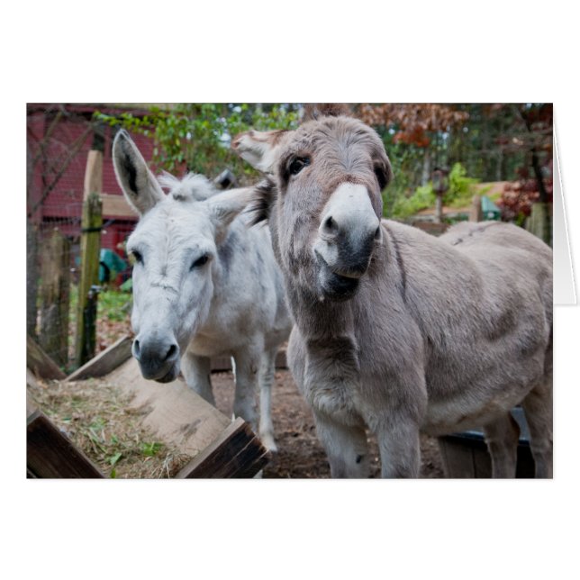 Burro divertido (Anverso (Horizontal))