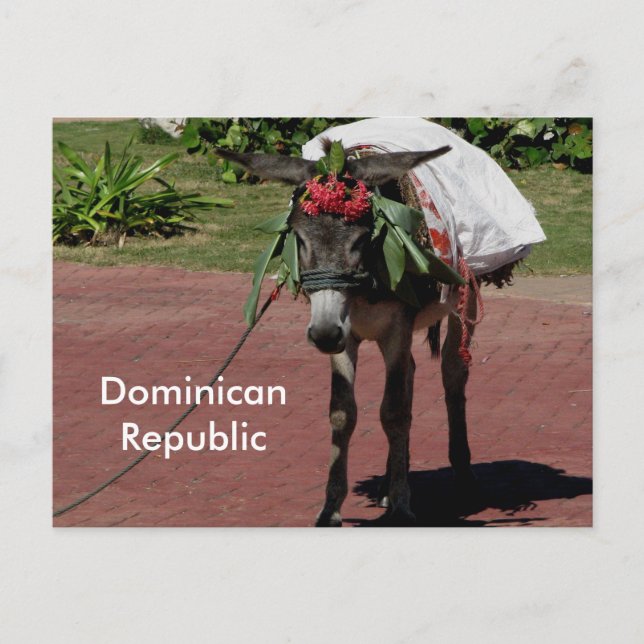 burro en República Dominicana con una postal (Anverso)