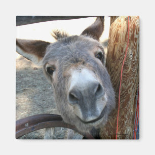 Burro sobre el imán del cuadrado de la rueda de
