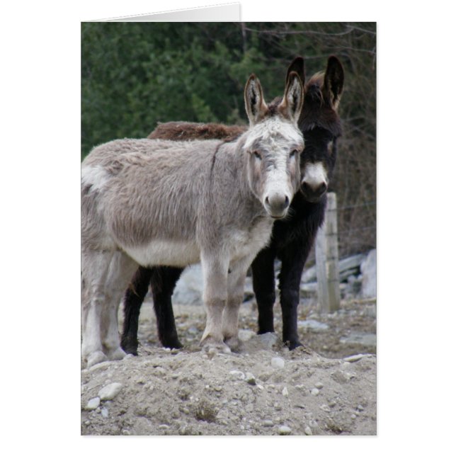 Burros (Frente)