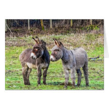 Burros