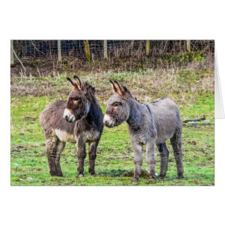 Burros