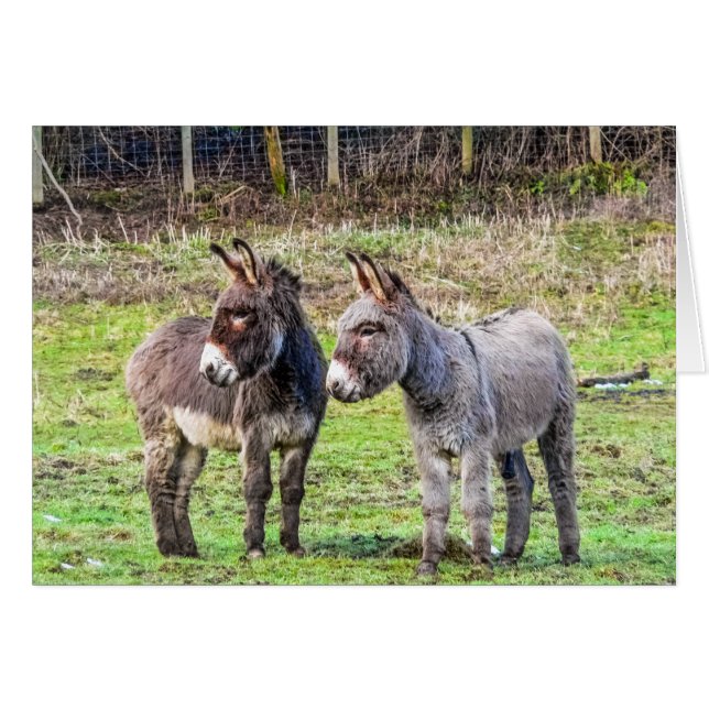 Burros (Anverso (Horizontal))
