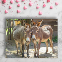 Burros enamorados Tarjeta postal