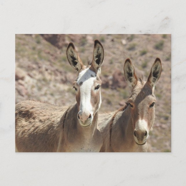 Burros salvajes, burros, vida salvaje, postal (Anverso)