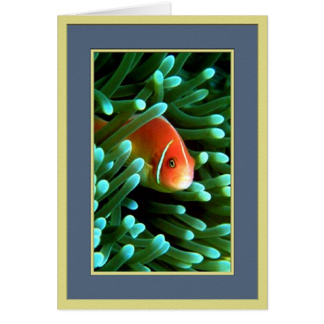 Buscando a Tom (Frente)