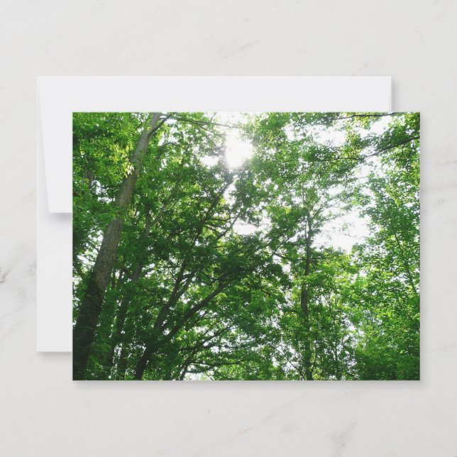 Buscando árboles de verano (Anverso)