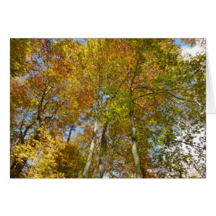Buscando hojas de otoño III oliage colorido