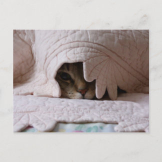 Buscando la postal de Tom