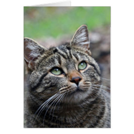 Buscar allí, sobres blancos estándar incluidos