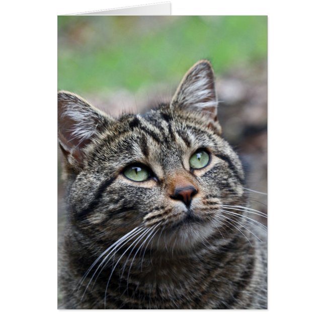 Buscar allí, sobres blancos estándar incluidos (Frente)