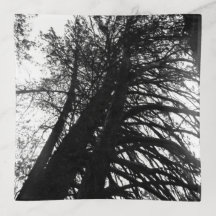 Buscar en la cerámica de los árboles