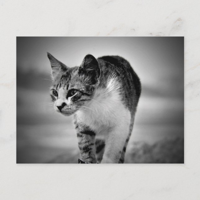 buscar postal de gato (Anverso)