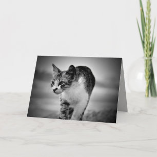 buscar tarjeta de saludo de gato
