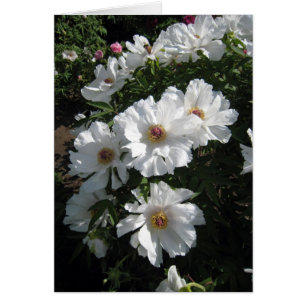 Bush de los Peonies blancos