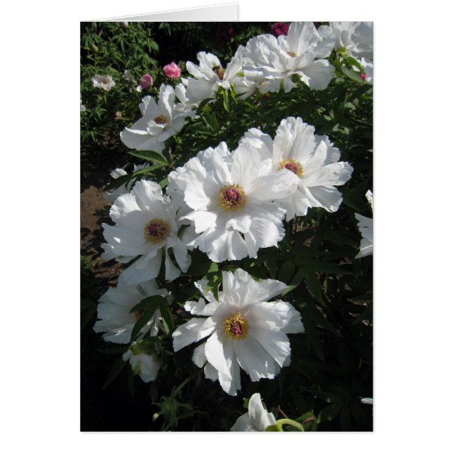 Bush de los Peonies blancos (Frente)